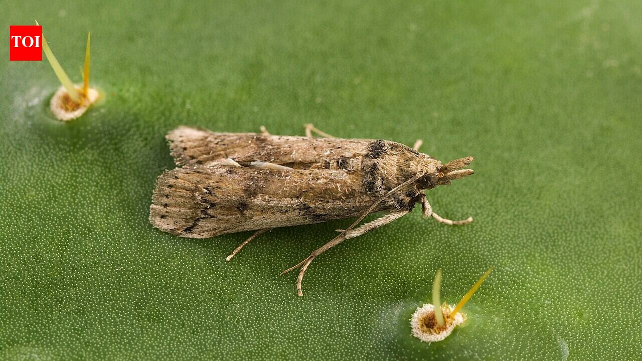 In 1957, Nevis released cactus moths to clear prickly pear from rangeland; the insects spread and later threatened native cacti in Florida