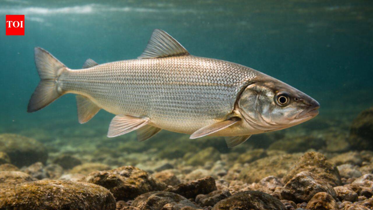 Invasive Mussels cleaned Great Lakes, but put native Whitefish at risk of vanishing forever