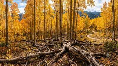 The 16,000-year-old Pando appears to be a forest, but scientists say all 47,000 trees belong to a single living organism
