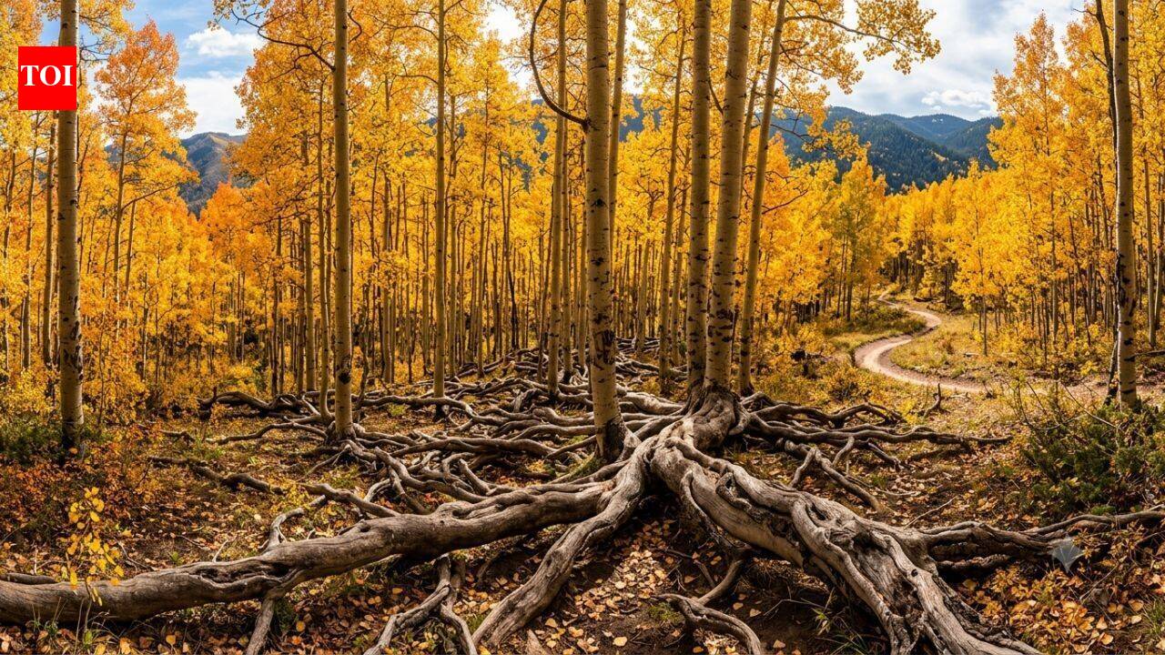 The 16,000-year-old Pando appears to be a forest, but scientists say all 47,000 trees belong to a single living organism
