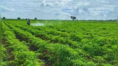 From Bengaluru to Raichur, Black Thrips sting Karnataka’s chilli belt