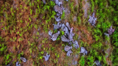 Sachin Bharali’s aerial photo of 120 elephants wins first prize at international photography contest