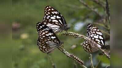 ZSI completes 12-yr cataloguing of India’s 13,703 butterfly, moth species