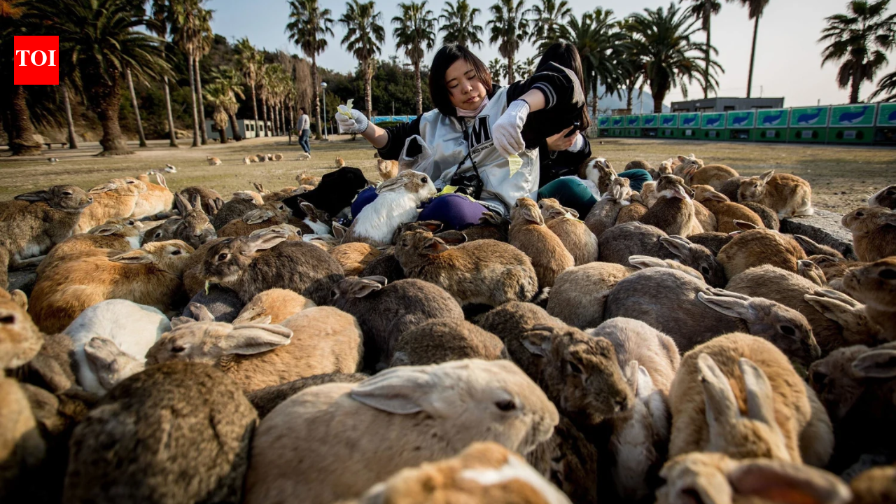 Tourist feeding helped push Japan’s famous Rabbit Island beyond its natural limits