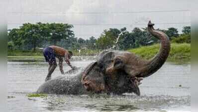 Jaldapara forest staff receive Gaj Gaurav Award for elephant, rhino rescues