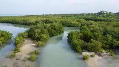2000–2020: China spent up to $13.8 billion restoring coastal wetlands; scientists now value the benefits at as much as $434 billion