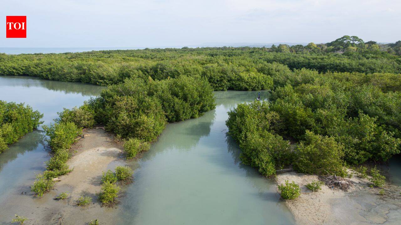 China spent $13.8bn restoring wetlands now valued at $434bn