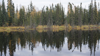 Boreal forests shade northern permafrost so effectively that summer thaw stays about one metre shallower; researchers estimate their canopies keep 59 billion tonnes of carbon frozen