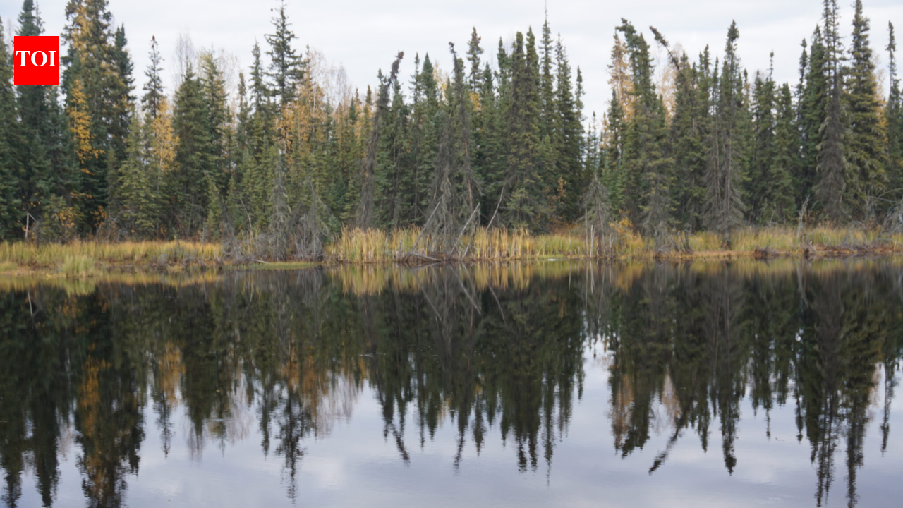 Boreal forests shade permafrost so effectively that summer thaw stays about one metre shallower