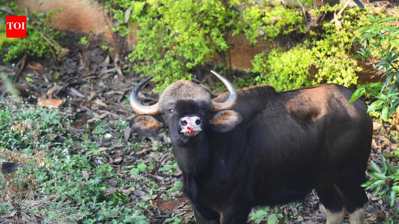 Elderly man killed in wild gaur attack in Kollam