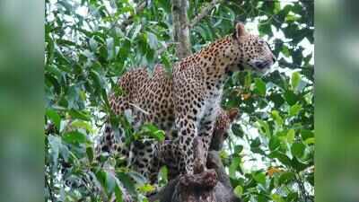 Boy may have developed rabies after leopard attack: Officials