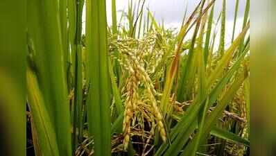 Monsoon rainfall enough to sustain agriculture: ICAR