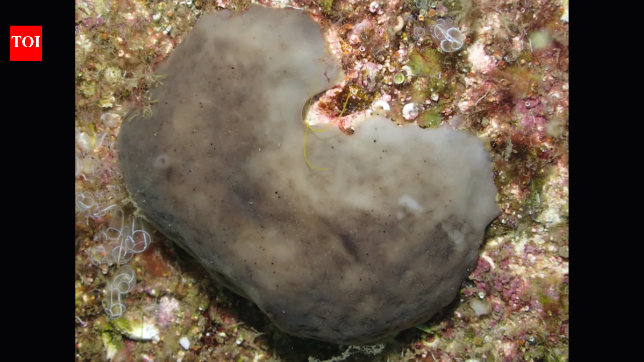 Scientists transplanted 42 sea sponges into a polluted Spanish marina; 91.7% of one species survived