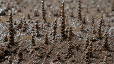 Physicists reveal why these tiny worms stack their poop into delicate towers that seem to defy gravity