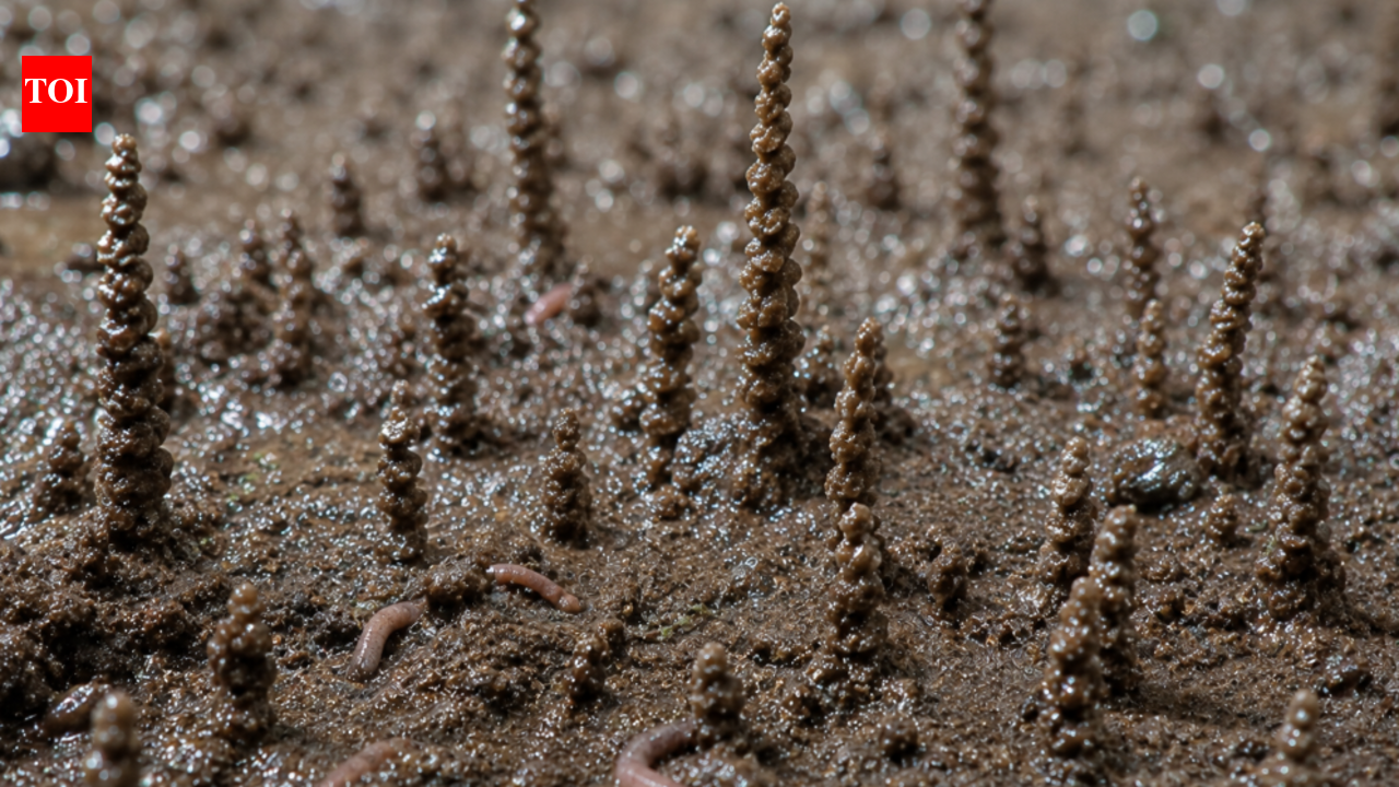 Physicists reveal why these tiny worms stack their poop into delicate towers that seem to defy gravity