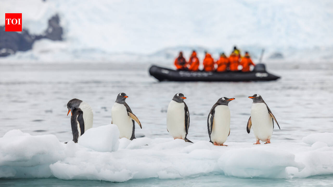 14-km iceberg cut off food supply, causing 69% drop in Antarctic penguin chicks