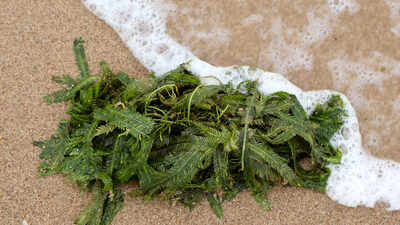 In 2000, an aquarium plant escaped into California waters; removing the ‘killer algae’ took six years and over $7 million