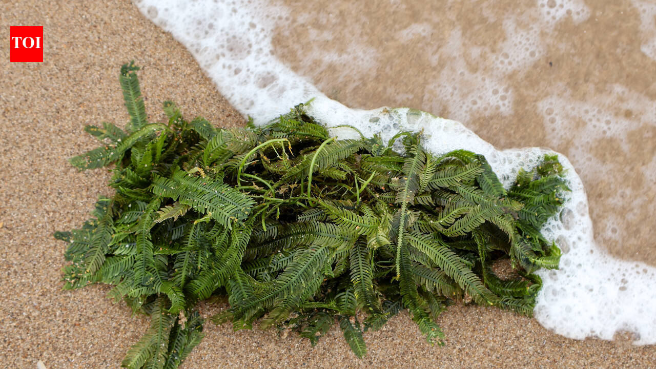 In 2000, an aquarium plant escaped into California waters; removing the ‘killer algae’ took six years and over $7 million