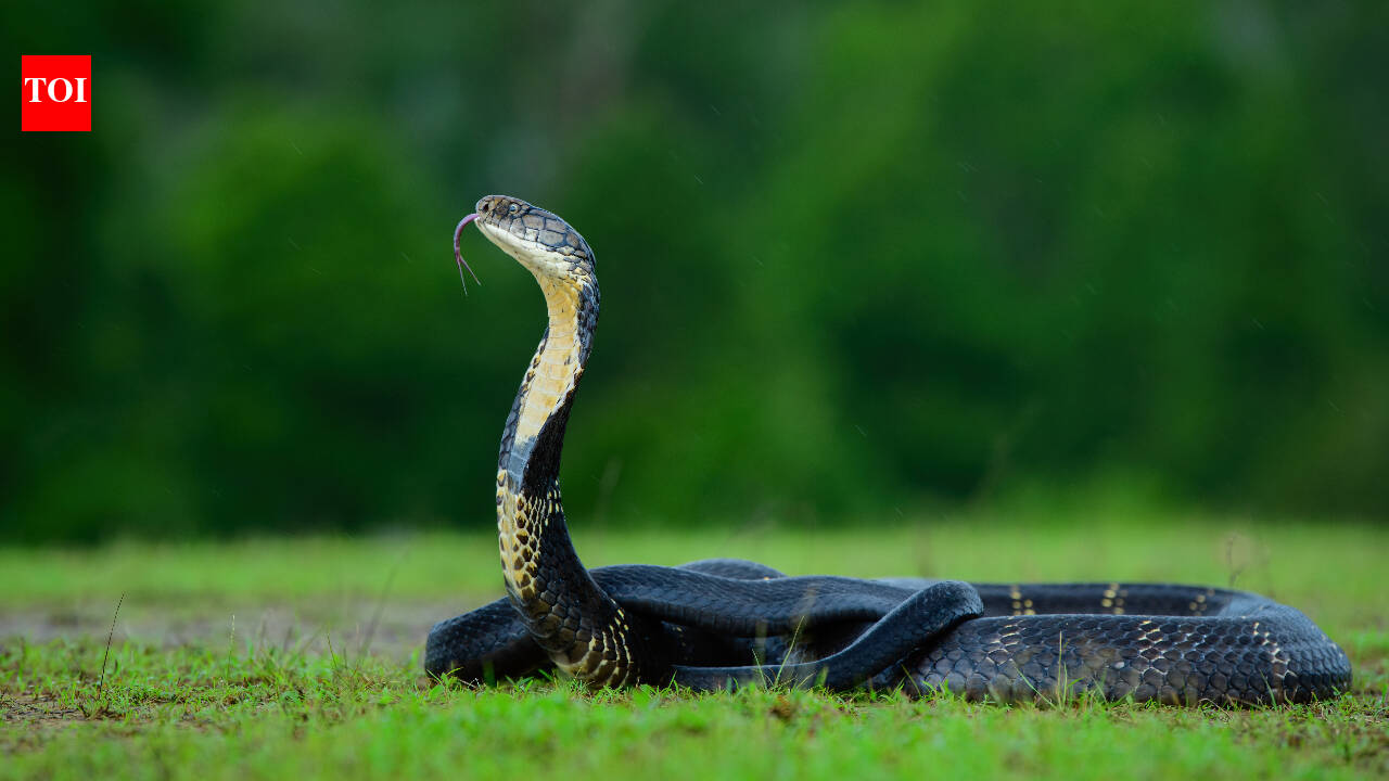 Mushroom hunters find rare snake nest in Nepal forest, officials restrict access