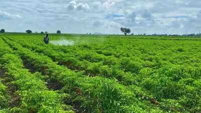 From Bengaluru to Raichur, Black Thrips sting Karnataka’s chilli belt