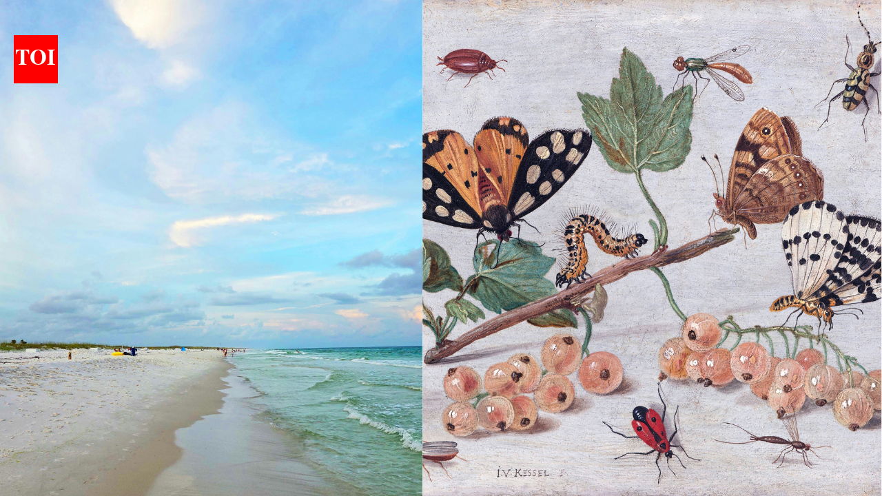 Scientists wiped out Florida island insects to watch nature recover