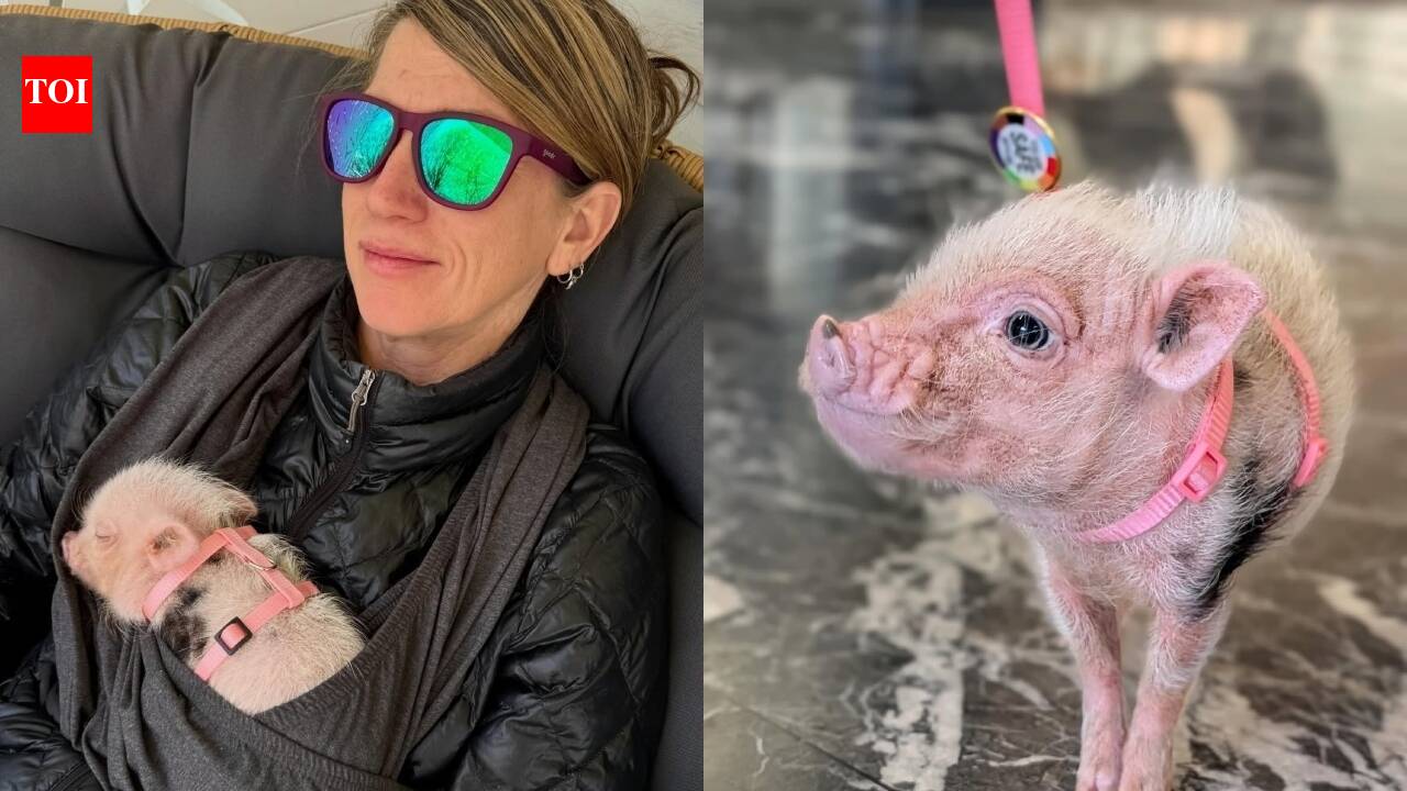 Meet Synergy, the mini pig who brings joy to homeless people in D.C.