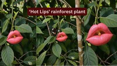 Looking exactly like deep red human lips, blooming only for a short time: Meet the rare rainforest flower 'Hooker's Lips' that fools almost everyone