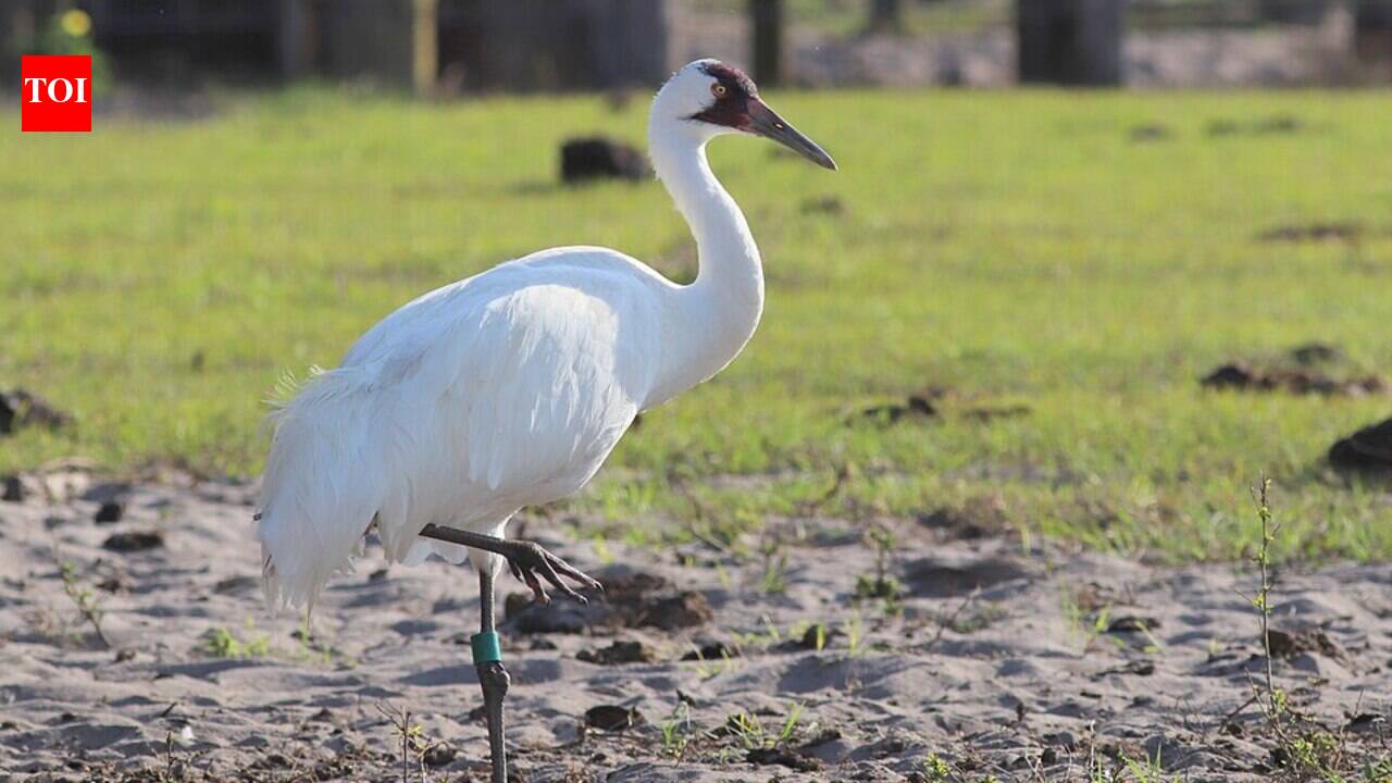 In 1946, an Audubon ornithologist travelled 26,000 miles searching for the unknown nesting ground of America's last 15 migratory whooping cranes; their wild population now approaches 700