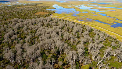 The Australian tree dropped from aeroplanes over Florida's Everglades that spread across nearly 500,000 acres
