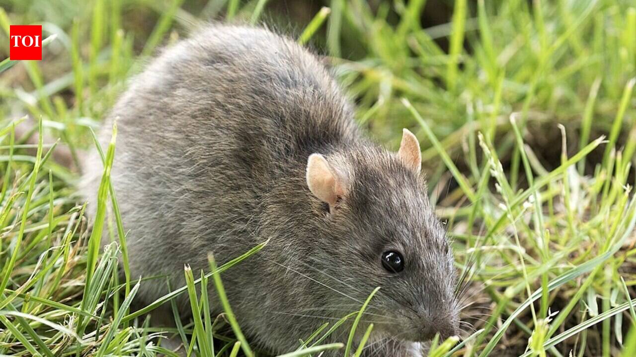 Northern Ireland’s Rathlin Island may have finally beaten rats, but the win is complicated because rabbits are now booming and seabirds are only just returning