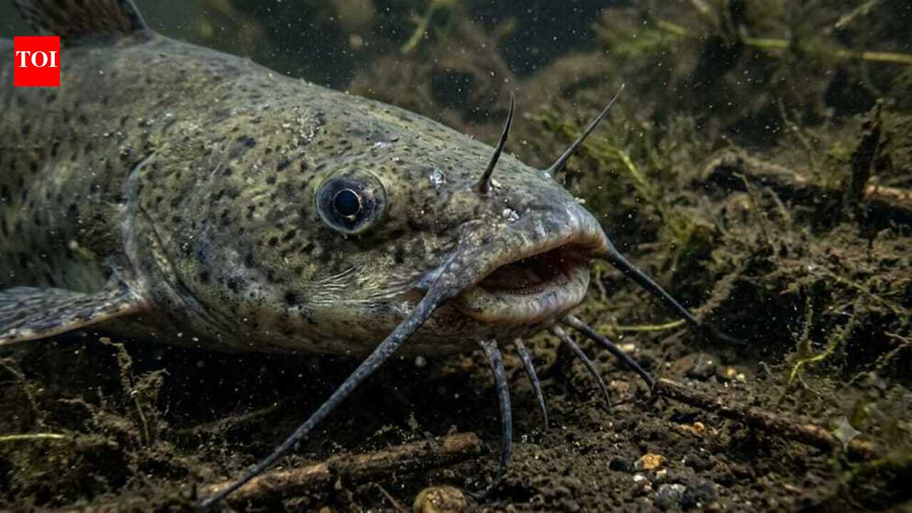 Scientists discover the world's first contagious cancer in fish spreading through North American catfish