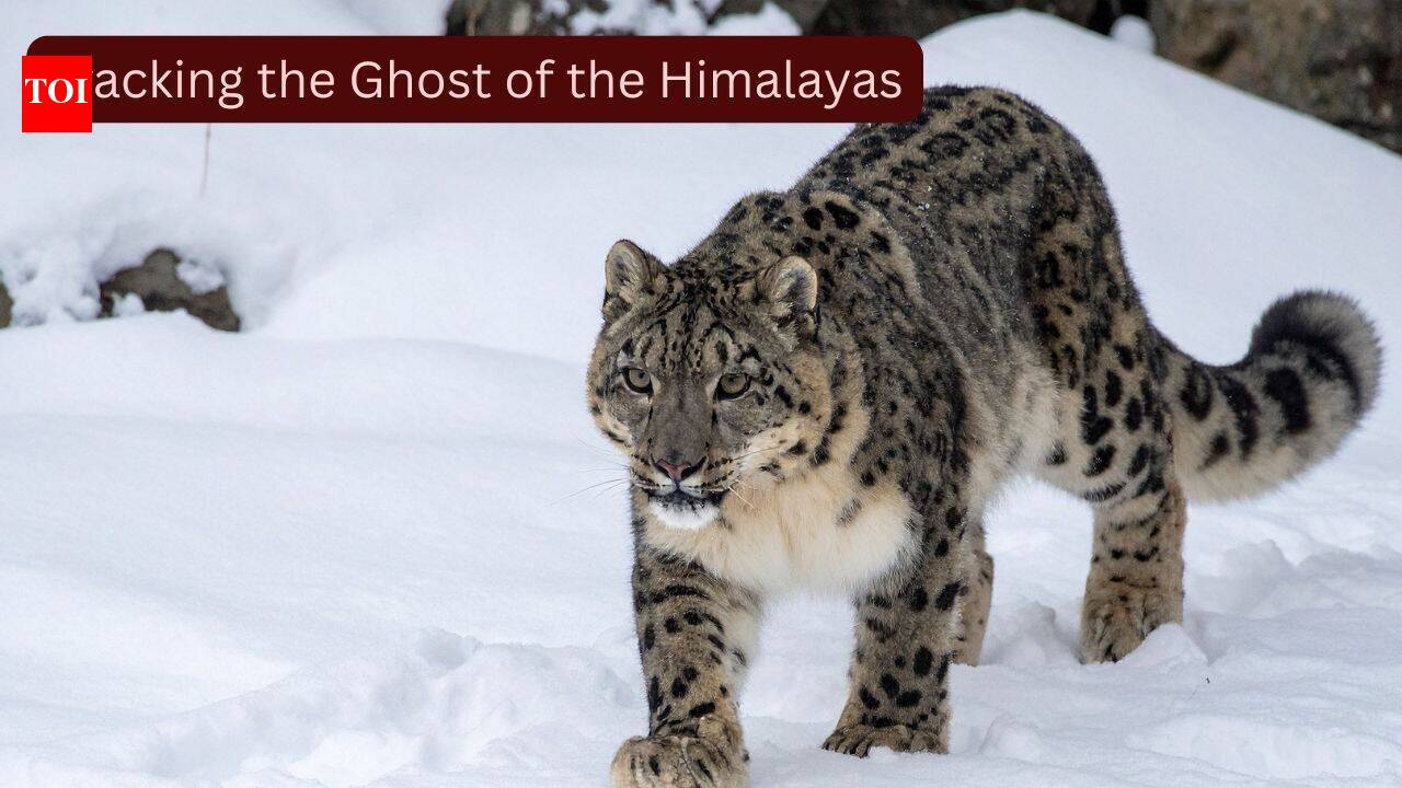 Scientists fitted GPS collars on four elusive snow leopards, known as the 'Ghosts of the Himalayas,' to uncover their secret lives; the breakthrough could transform wildlife tourism