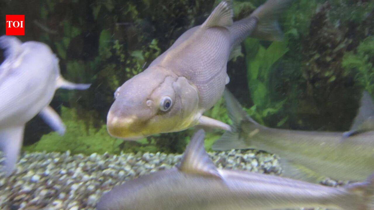 US downlists Razorback Sucker after one population grows from 100 to 36,000 fish