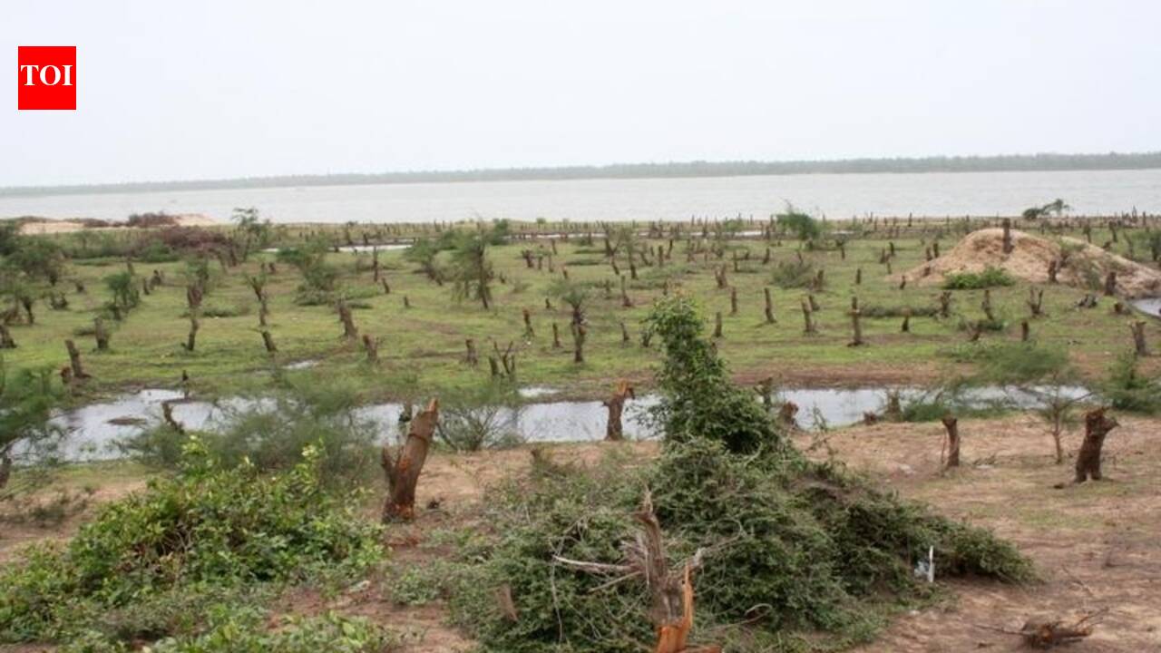 Over 12,000ha forest land diverted for non-forest use in Odisha since 2021: Min