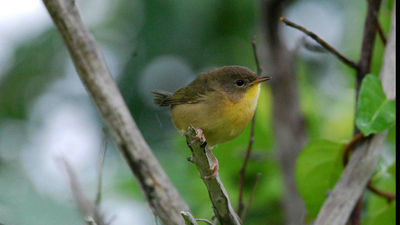 Female mammals usually outlive males, but a 27-year study found the pattern was reversed among dozens of North American bird species