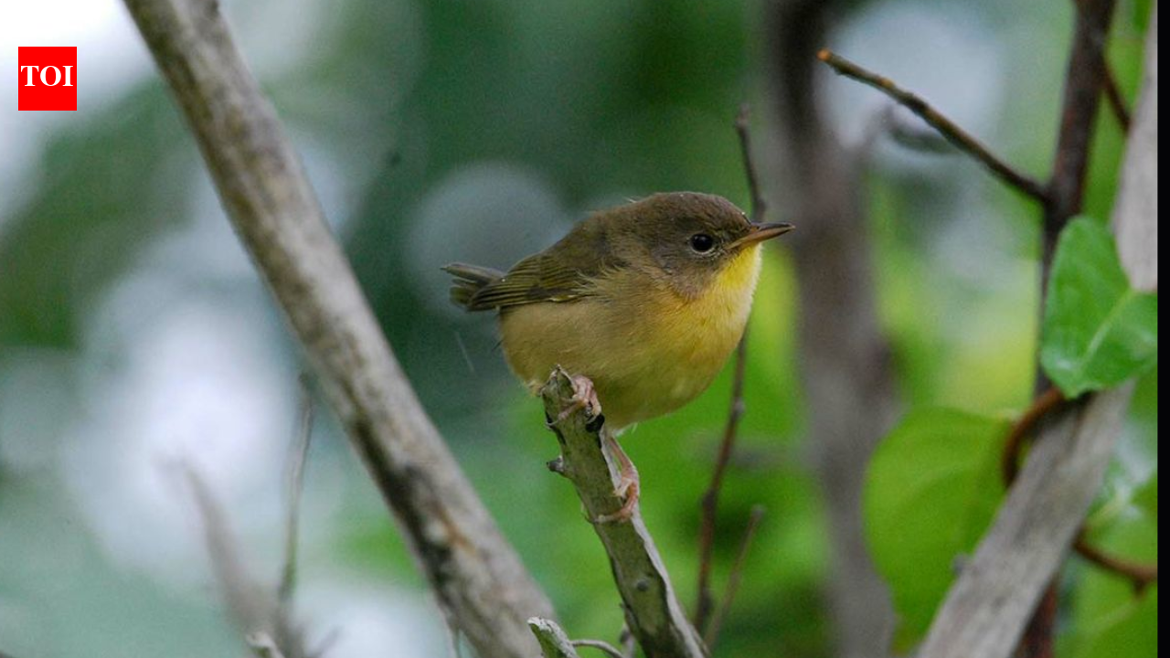 Female mammals usually outlive males, but a 27-year study found the pattern was reversed among...