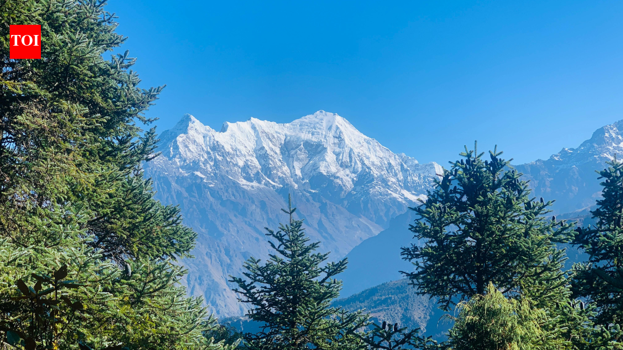 In 1831, the Himalayan cedar reached British gardens: The sacred tree soon became a prized ornamental around the world