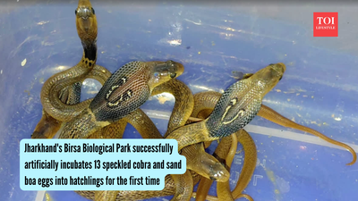 Jharkhand's Birsa Biological Park successfully hatches 13 speckled cobra and sand boa eggs through artificial incubation for the first time