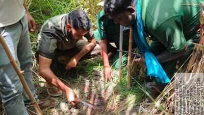 Back-to-back tiger attacks claim two lives near VTR