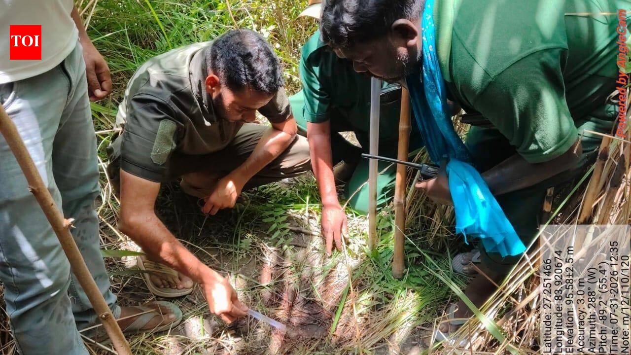 Woman killed in tiger attack near VTR, another victim succumbs to injuries