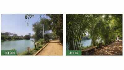 Will bamboo save Bengaluru? Jakkur to try it out