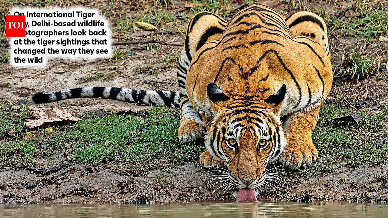 ‘Photographing the tiger is not about adrenaline, but patience’