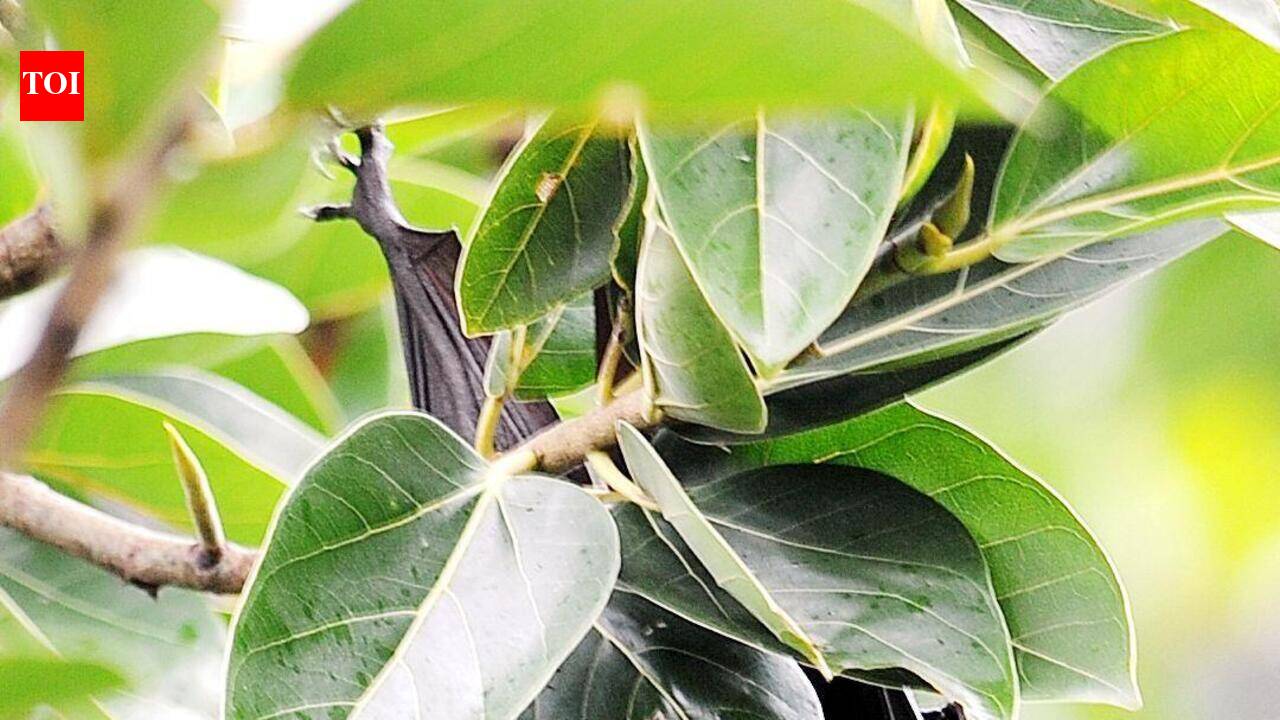 Nipah patient’s condition improves, shifted to ward