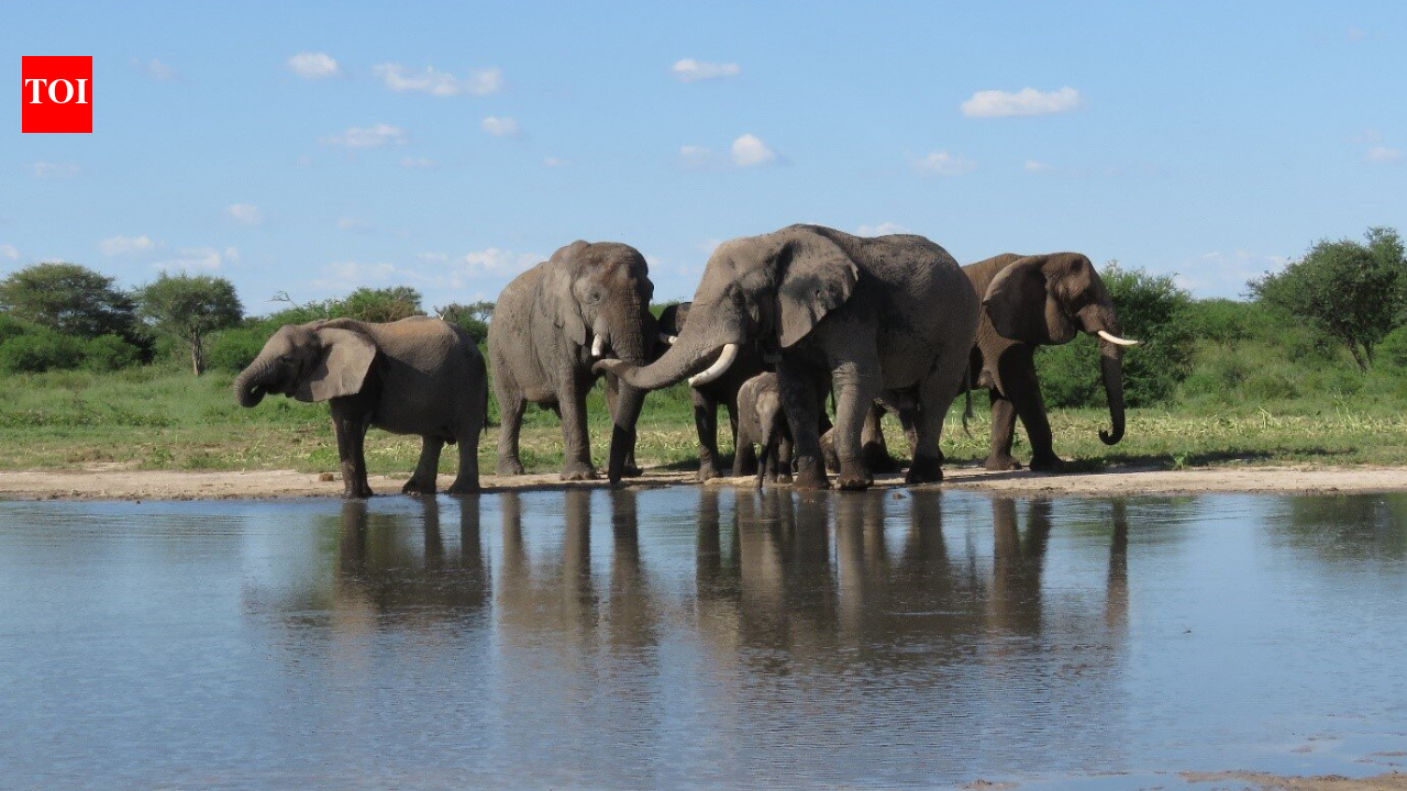 South Africa released 11 formerly captive elephants onto wild reserves; five years later...