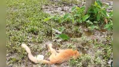 Endangered golden langur electrocuted in Assam’s Kakoijana Reserve Forest