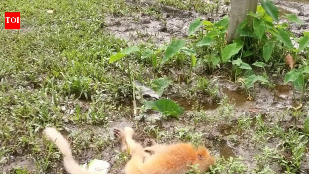 Endangered golden langur electrocuted in Assam’s Kakoijana Reserve Forest