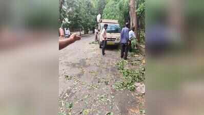 Trees cut inside AMC garden office premises, supervisor gets notice