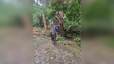 Trees cut inside AMC garden office premises, supervisor gets notice