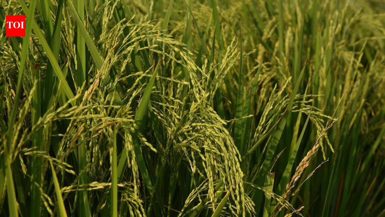 El Nino impact: Weak, uneven southwest monsoon sharply widens Andhra Pradesh’s rainfall deficit to 38% by July-end
