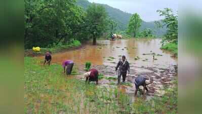 Ambegaon’s tribal farmers seek scientific revival of padkai scheme after rainwater devastates farmlands